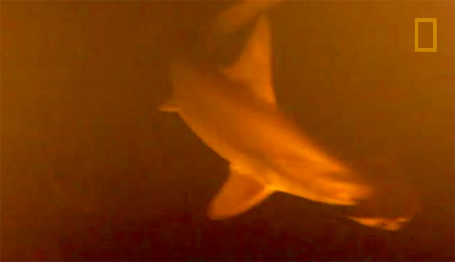 EXCLUSIVA: se encuentran tiburones dentro de un volcán activo... VIVOS