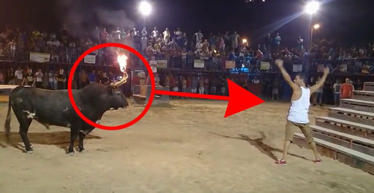 IMÁGENES DURAS: Esto es lo que pasa cuando se juega con un toro al que se tortura con fuego