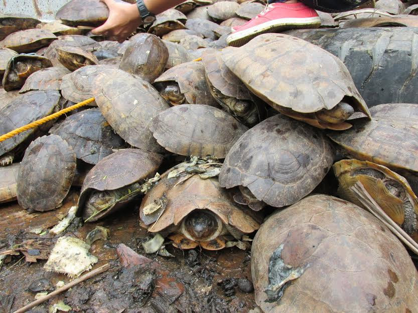 Encontrada toda una especie ENTERA apilada en cajas de transporte