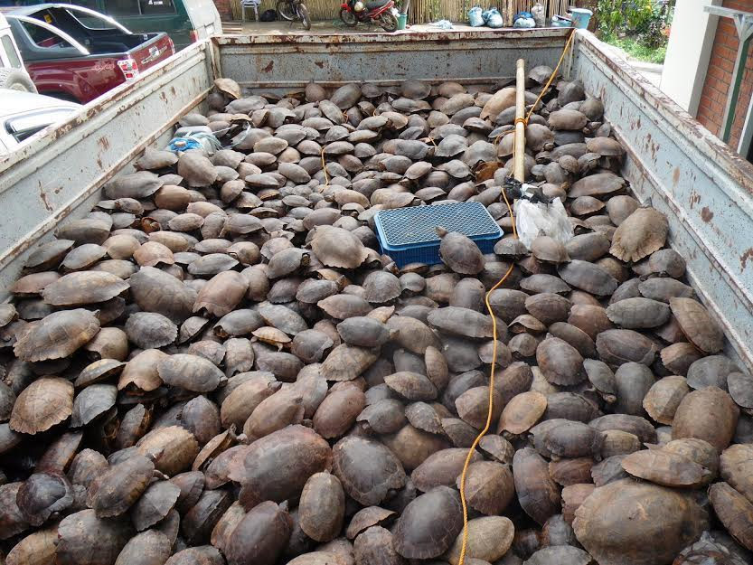 Encontrada toda una especie ENTERA apilada en cajas de transporte