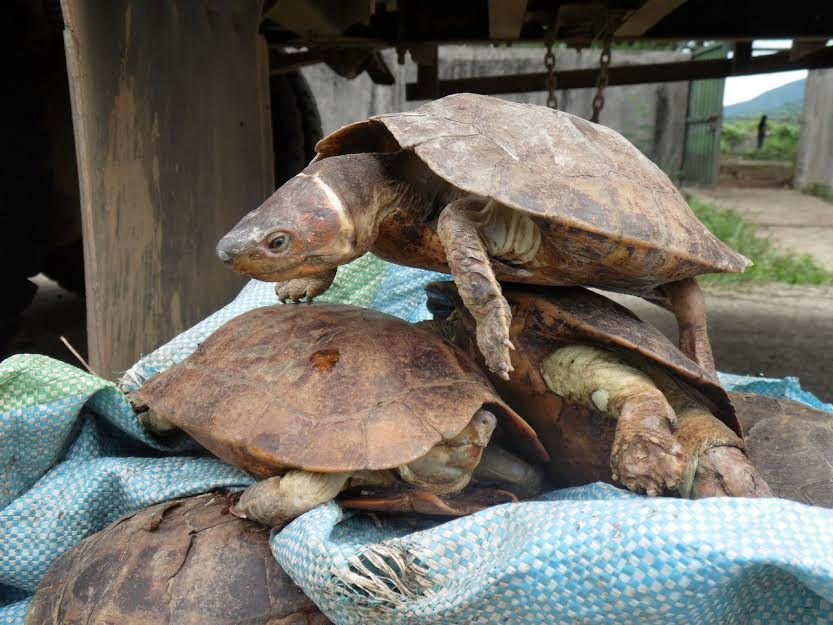 Encontrada toda una especie ENTERA apilada en cajas de transporte