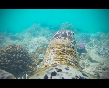 Ponen una cámara a una tortuga de mar y su recorrido por la Gran Barrera de Coral SORPRENDE al mundo