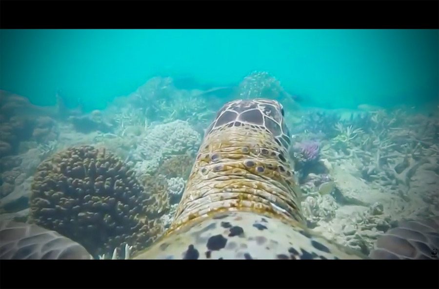 Ponen una cámara a una tortuga de mar y su recorrido por la Gran Barrera de Coral SORPRENDE al mundo
