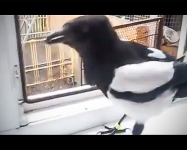 Escuchar el ruido que sale de este pájaro. ¡Suena exactamente como la risa de una niña!