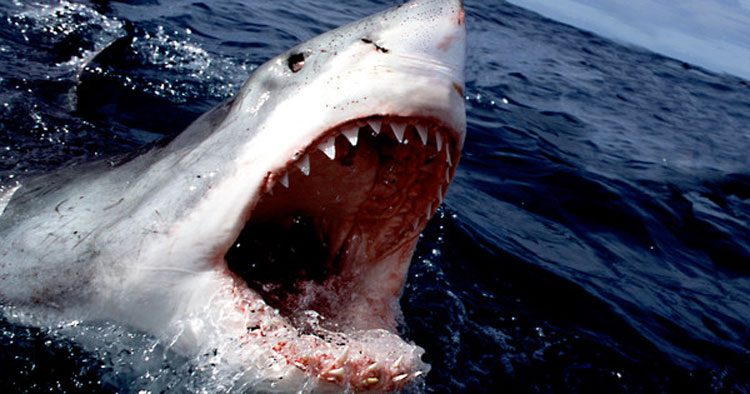 El animal más peligroso del mundo no es un tiburón, sino una criatura totalmente INESPERADA