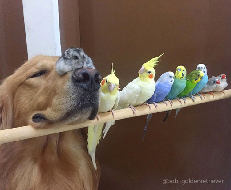 Este perro tiene una banda bastante inusual de amigos. ¡Son tan lindos juntos!