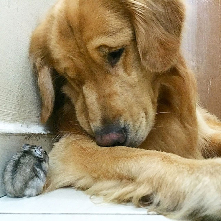 Este perro tiene una banda bastante inusual de amigos. ¡Son tan lindos juntos!