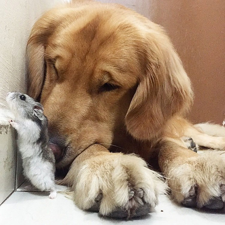 Este perro tiene una banda bastante inusual de amigos. ¡Son tan lindos juntos!