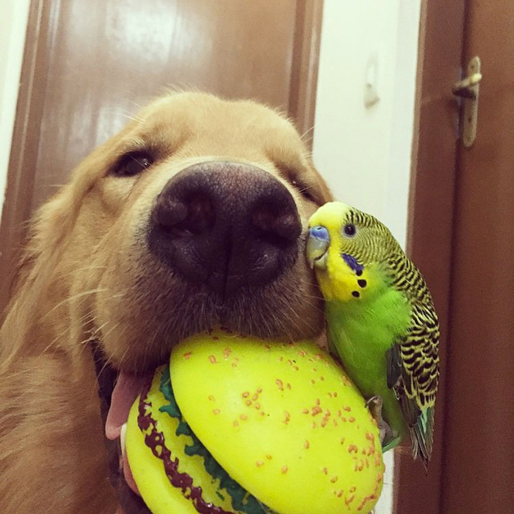 Este perro tiene una banda bastante inusual de amigos. ¡Son tan lindos juntos!