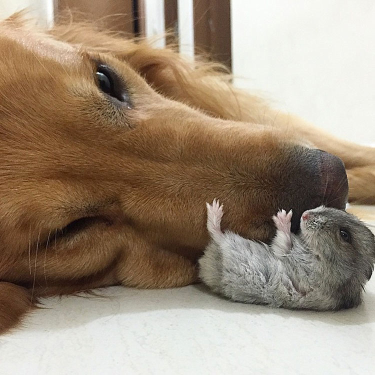 Este perro tiene una banda bastante inusual de amigos. ¡Son tan lindos juntos!