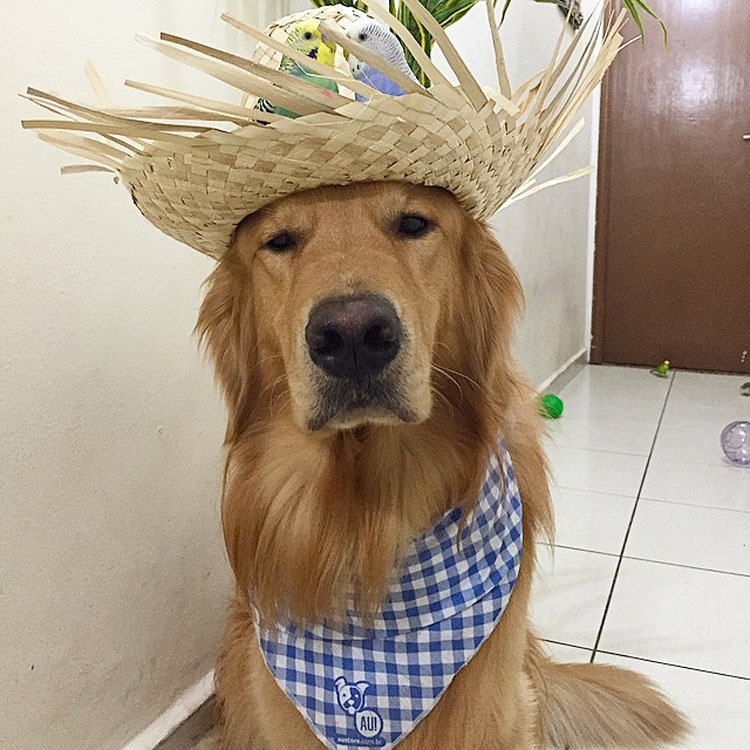 Este perro tiene una banda bastante inusual de amigos. ¡Son tan lindos juntos!