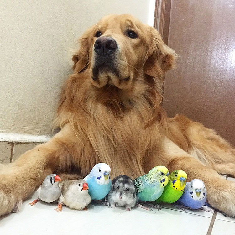 Este perro tiene una banda bastante inusual de amigos. ¡Son tan lindos juntos!