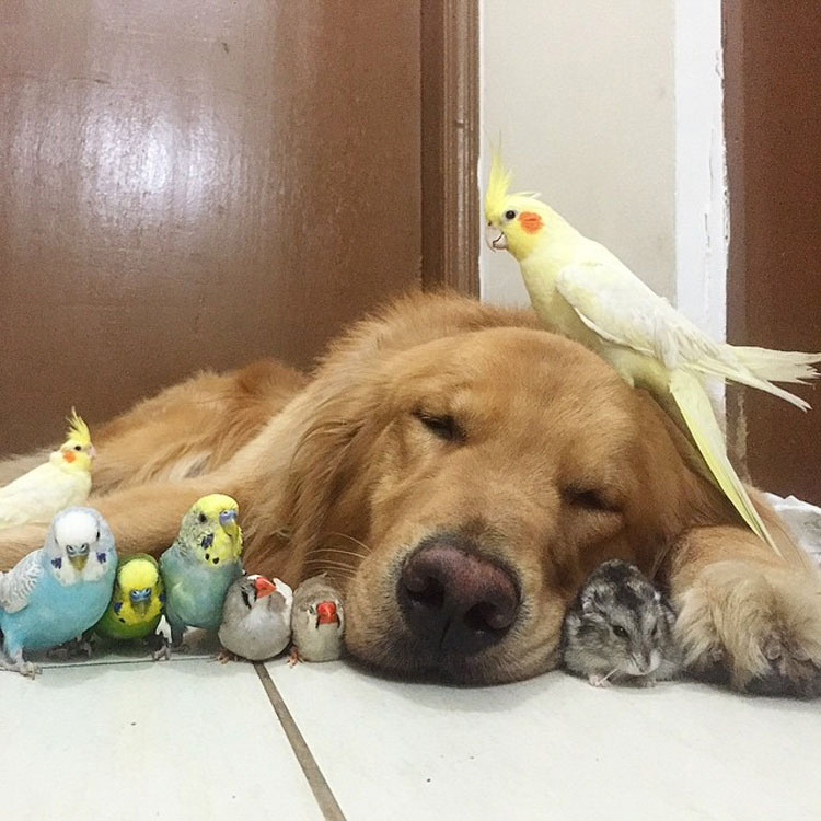 Este perro tiene una banda bastante inusual de amigos. ¡Son tan lindos juntos!