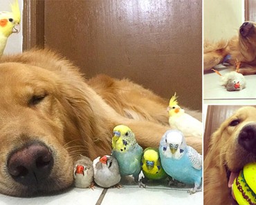 Este perro tiene una banda bastante inusual de amigos. ¡Son tan lindos juntos! 5 Este perro tiene una banda bastante inusual de amigos. ¡Son tan lindos juntos!