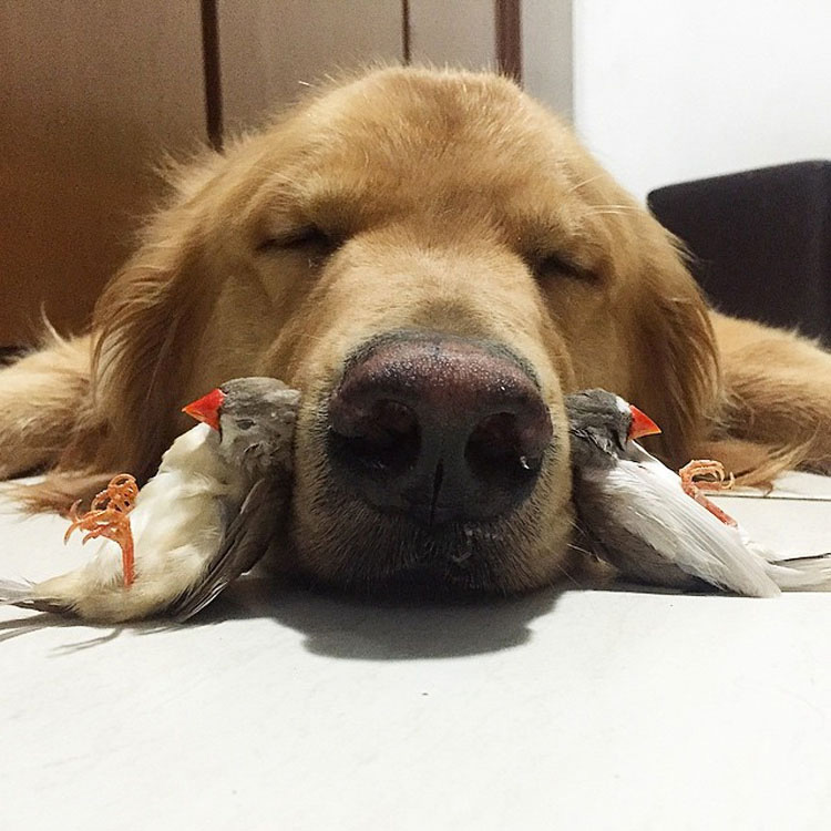 Este perro tiene una banda bastante inusual de amigos. ¡Son tan lindos juntos!