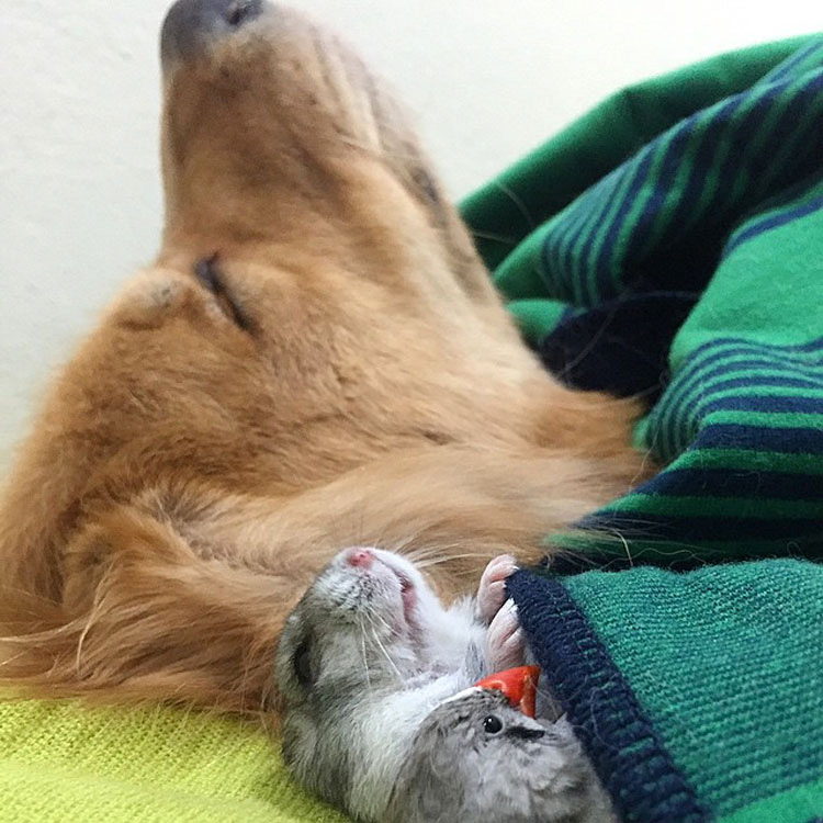 Este perro tiene una banda bastante inusual de amigos. ¡Son tan lindos juntos!