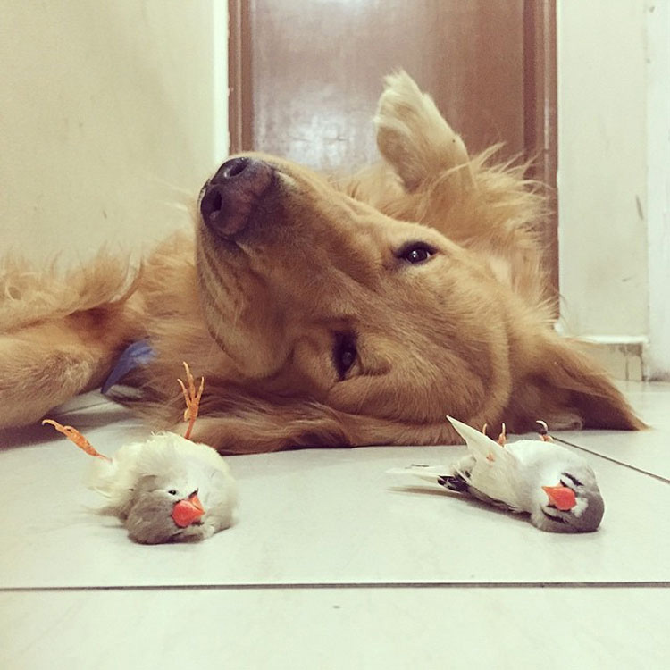 Este perro tiene una banda bastante inusual de amigos. ¡Son tan lindos juntos!