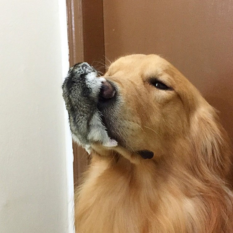 Este perro tiene una banda bastante inusual de amigos. ¡Son tan lindos juntos!