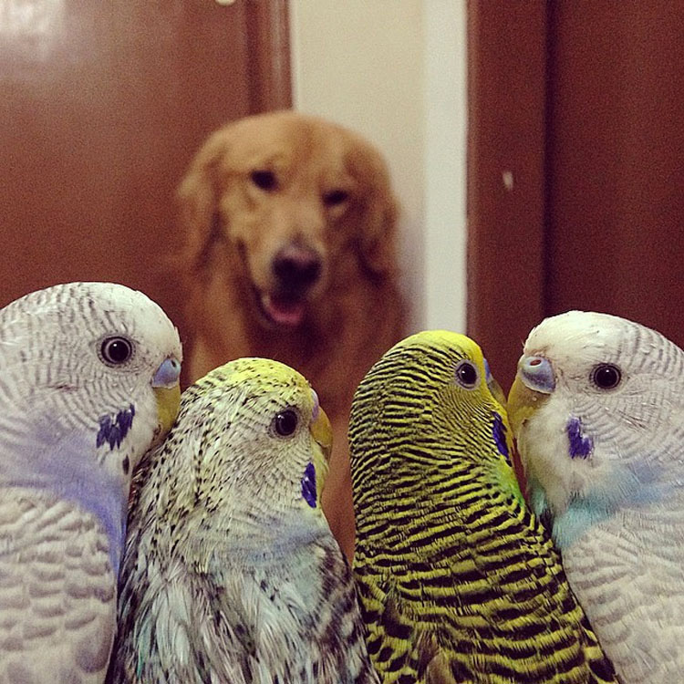 Este perro tiene una banda bastante inusual de amigos. ¡Son tan lindos juntos!