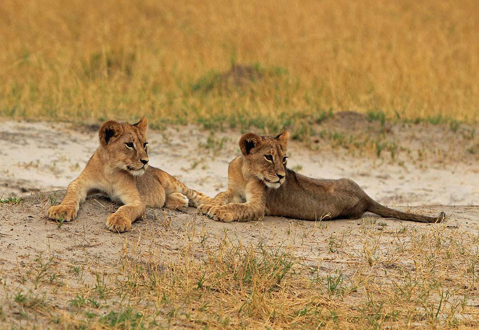 La muerte de Cecil es más deprimente: sus 12 cachorros podrían morir [Incluye ACTUALIZACIÓN]