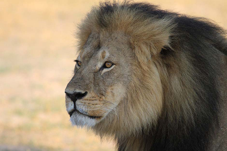 La muerte de Cecil es más deprimente: sus 12 cachorros podrían morir [Incluye ACTUALIZACIÓN]