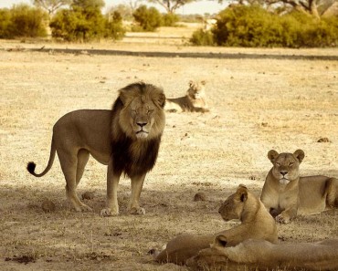 La muerte de Cecil es más deprimente: sus 12 cachorros podrían morir [Incluye ACTUALIZACIÓN] 1