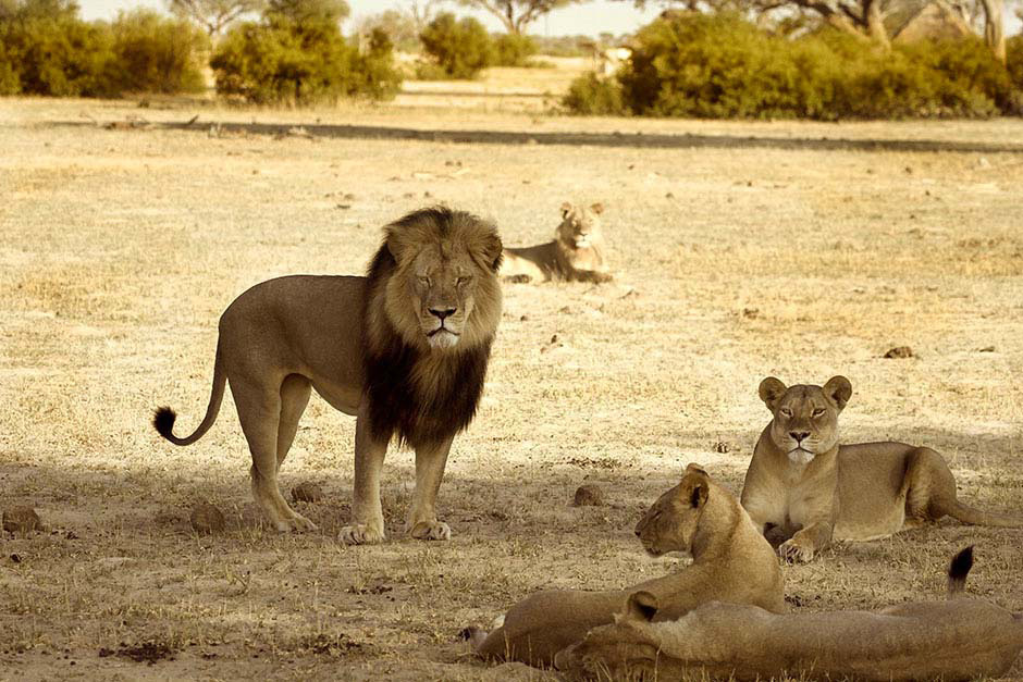 La muerte de Cecil es más deprimente: sus 12 cachorros podrían morir [Incluye ACTUALIZACIÓN]