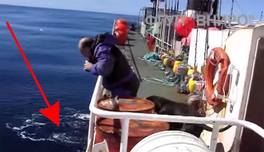 Una tripulación rusa se encuentra con una ENORME criatura del mar. Te sorprenderás cuando veas lo que es