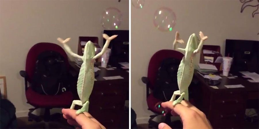 Este camaleón se ha hecho VIRAL por su emoción explotando pompas de jabón