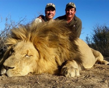 Los estadounidenses MATAN a cientos de leones cada año por pura diversión