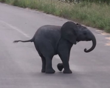 Vas a llorar lágrimas de felicidad viendo a elefante bebé persiguiendo pajaritos