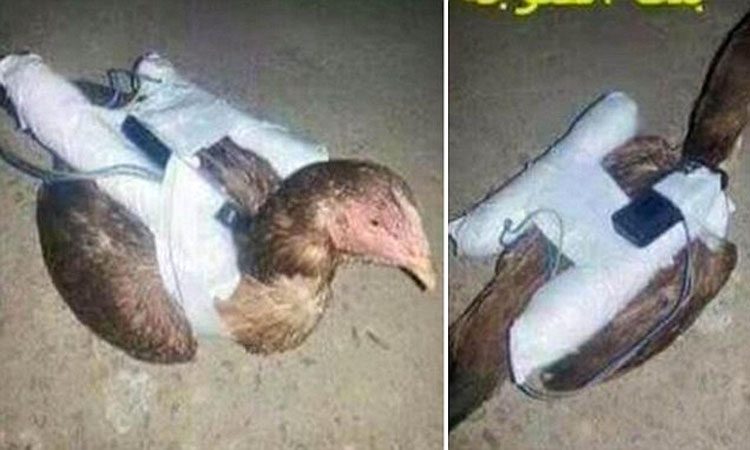 Nuevas imágenes muestran a los terroristas del ISIS poniendo bombas a gallinas de hacer pájaros suicidas