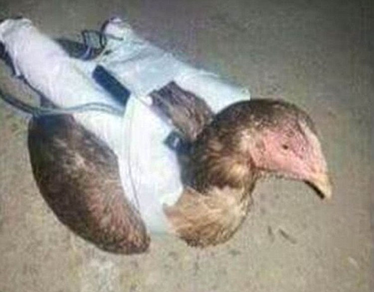 Nuevas imágenes muestran a los terroristas del ISIS poniendo bombas a gallinas de hacer aves suicidas 1