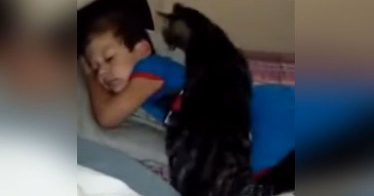 Un gato estuvo sin su amigo durante sólo dos días, así reaccionaal reunirse de nuevo con él