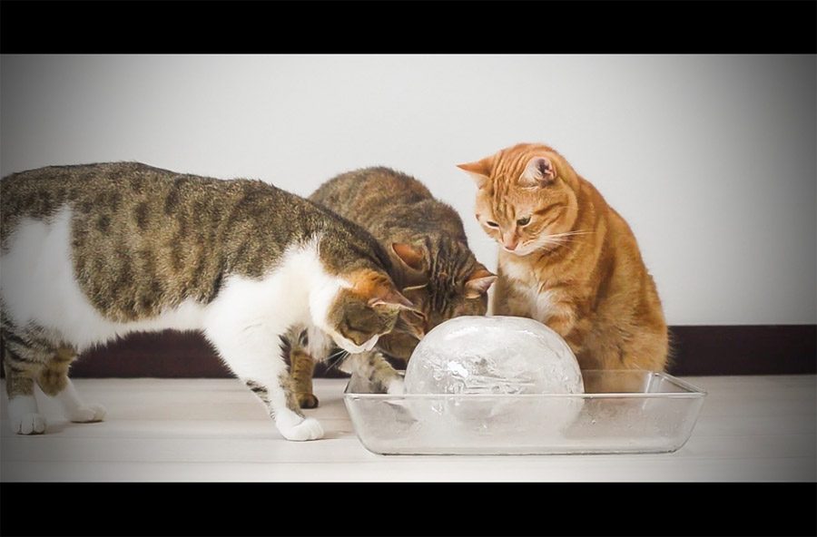 Estos gatitos descubren una pelota gigante de hielo, lo siguiente que hacen DERRETIRÁ su corazón