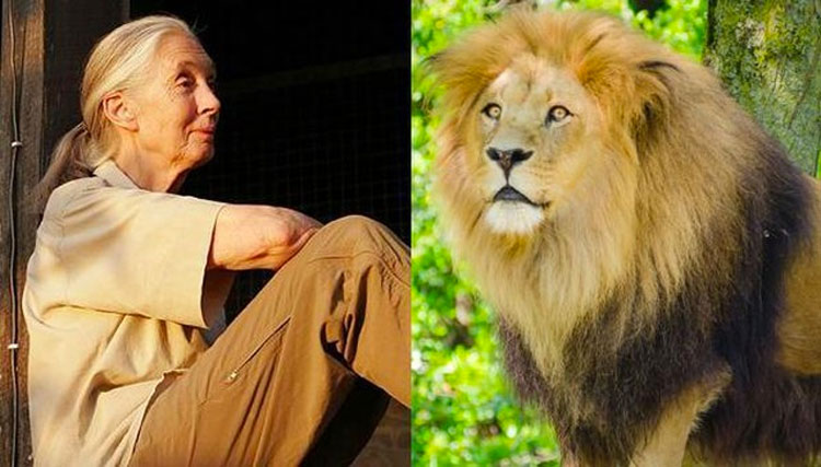 En la oscuridad de la muerte de Cecil, Jane Goodall ve la luz