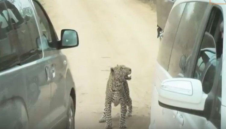 Leopardo muerto después de que un guía de safari lo ATROPELLE DELIBERADAMENTE
