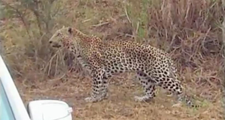 Leopardo muerto después de que un guía de safari lo ATROPELLE DELIBERADAMENTE