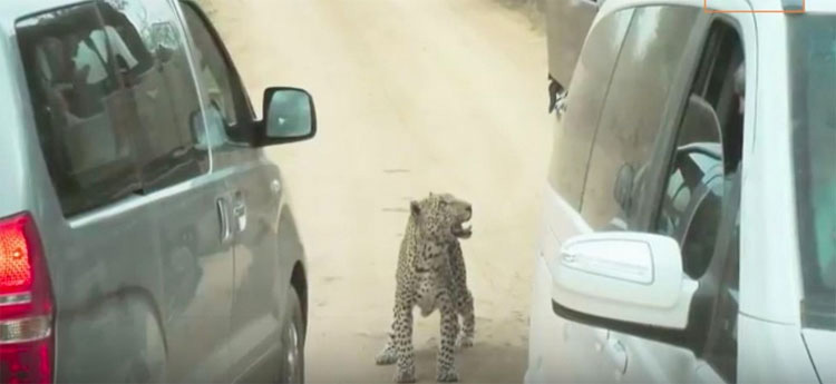 Leopardo muerto después de que un guía de safari lo ATROPELLE DELIBERADAMENTE