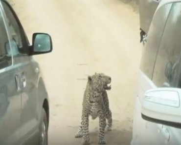 Leopardo muerto después de que un guía de safari lo ATROPELLE DELIBERADAMENTE