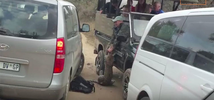 Leopardo muerto después de que un guía de safari lo ATROPELLE DELIBERADAMENTE