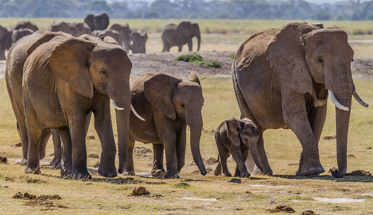 Estos cinco elefantes de una misma familia fueron MATADOS en solo noche por cazadores furtivos
