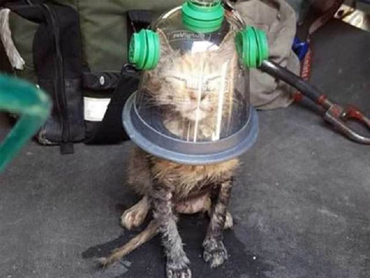 Los bomberos encontraron a este gatito al borde de la muerte. Afortunadamente iban preparados con ESTO...