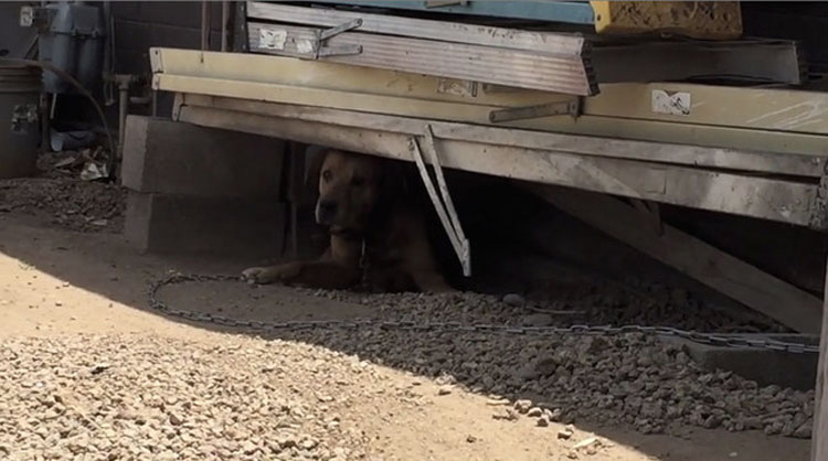 Este perro pasó su vida solo y abandonado... hasta que una persona mostró su amor