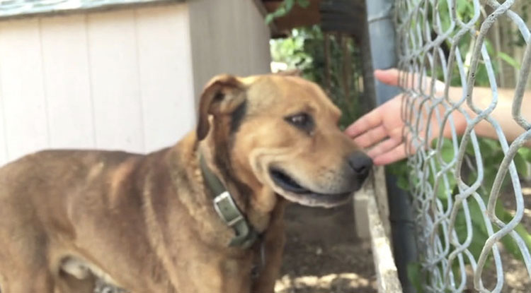 Este perro pasó su vida solo y abandonado... hasta que una persona mostró su amor