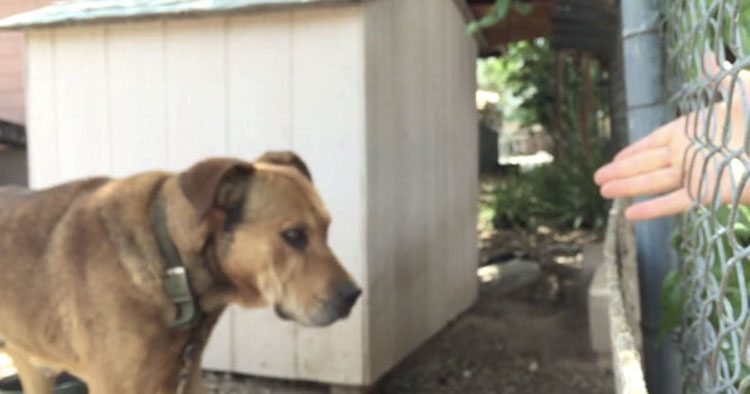 Este perro pasó su vida solo y abandonado... hasta que una persona mostró su amor