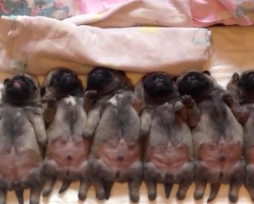 Estos pugs recién nacidos tienen mucho sueño. Ahora mira lo que hace el de más a la izquierda...