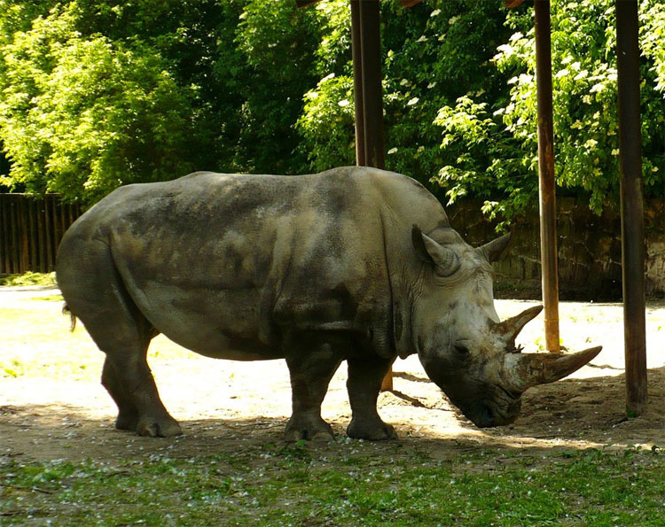En la actualidad QUEDAN sólo 4 de estos rinocerontes en todo el planeta
