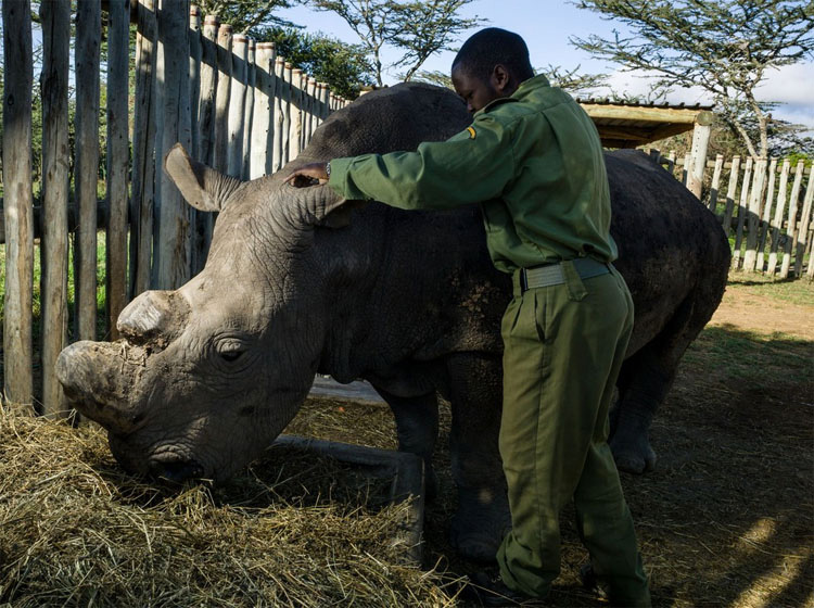En la actualidad QUEDAN sólo 4 de estos rinocerontes en todo el planeta