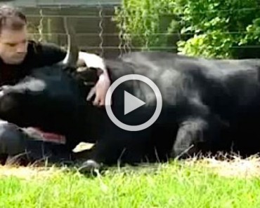¿Un toro nace para morir cruelmente? ASÍ es un toro críado como un perro